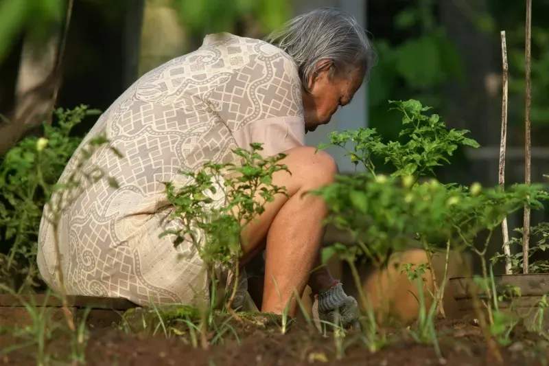 Quelles plantes choisir pour un massif facile à entretenir ?